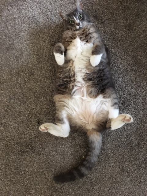 8cc64a2c-8162-4231-bfe5-4f85b3c74703