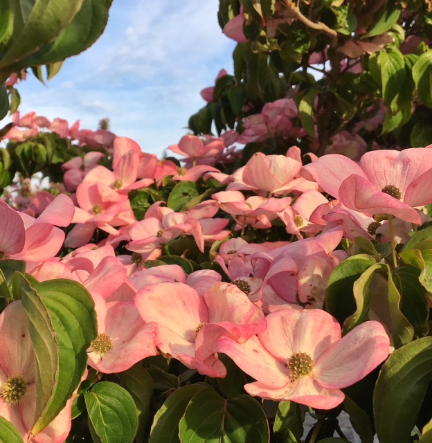 cc9934e4-5e99-4514-95bb-e49f8eda1d61